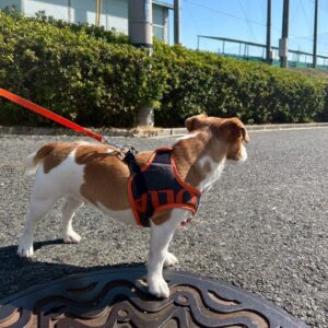 アップサイクルペット用リード